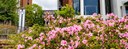 20240411azalea.JPG