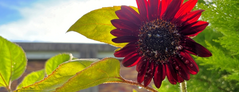 20240801sunflower.jpg