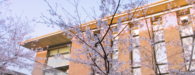 20250404cherryblossoms